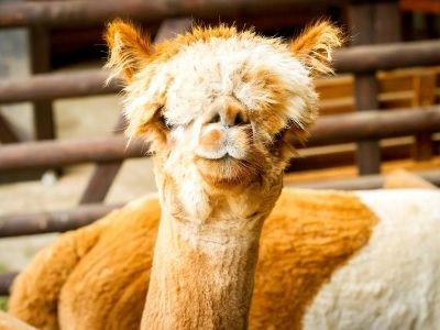 Besuchen Sie unsere Tierfarm und buchen Sie Ihre Alpaka Tour